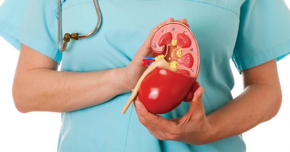 Kidney Smart Education and experience